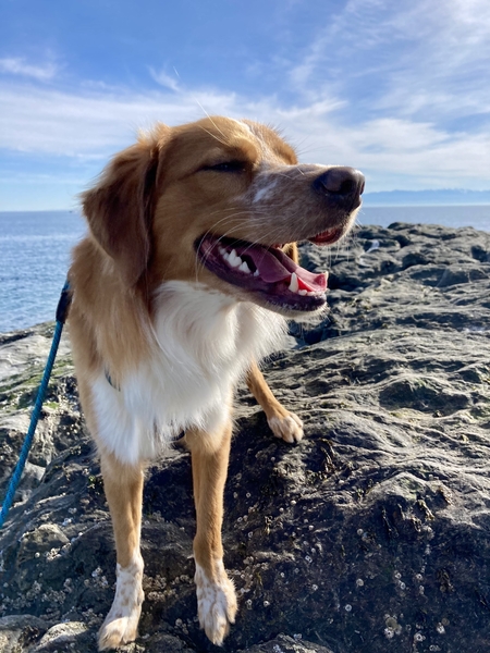 Entry image for Finnley. Clicking this image will show a larger photo