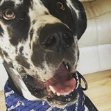 Entry image for Pongo