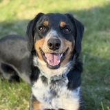 Entry image for Bandit