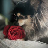 Entry image for Reggie 