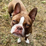 Entry image for Ruby (aka Jane)