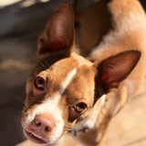 Entry image for Frankie