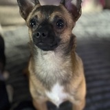 Entry image for Pepper