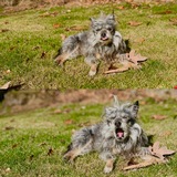 Entry image for Pickles