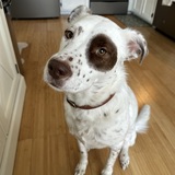Entry image for Piper