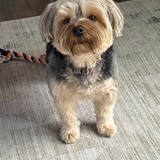 Entry image for Sophie