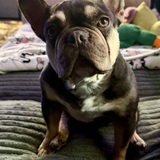 Entry image for Monkey 🐒 Aka Trixie 
