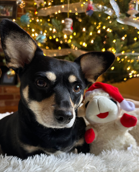Entry image for Mabel. Clicking this image will show a larger photo