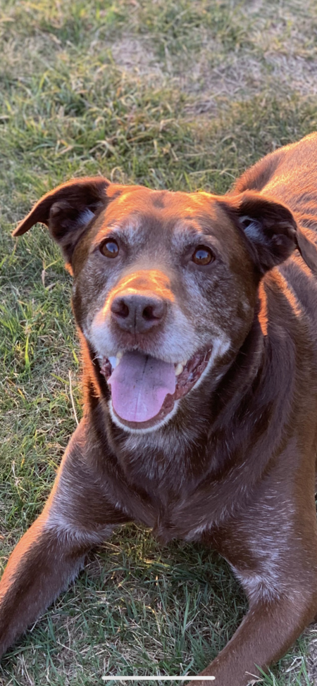 Entry image for Reggie. Clicking this image will show a larger photo