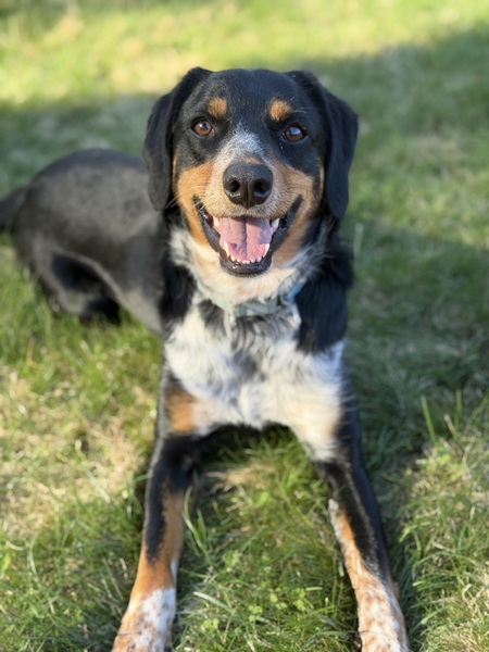 Entry image for Bandit. Clicking this image will show a larger photo