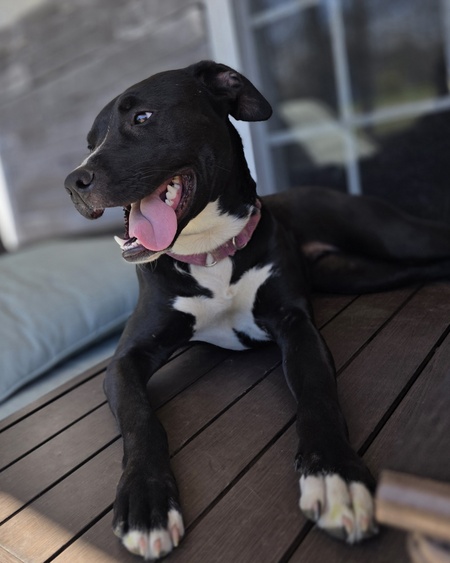 Entry image for Stella. Clicking this image will show a larger photo