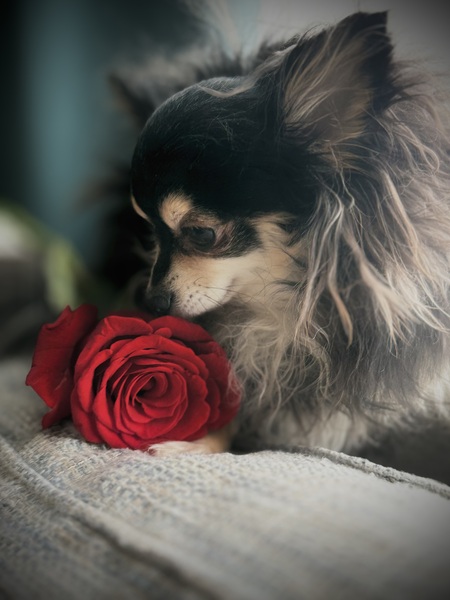 Entry image for Reggie . Clicking this image will show a larger photo