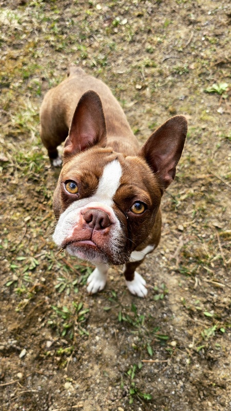 Entry image for Ruby (aka Jane). Clicking this image will show a larger photo