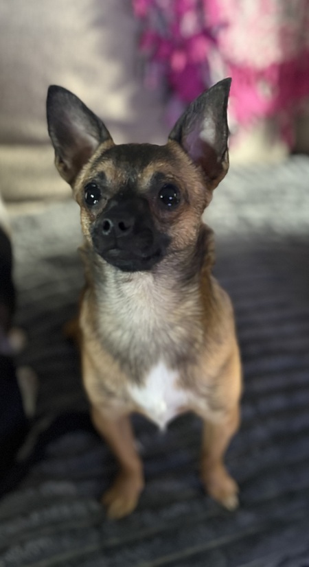 Entry image for Pepper. Clicking this image will show a larger photo