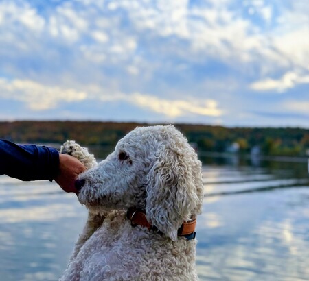 Entry image for Benny . Clicking this image will show a larger photo