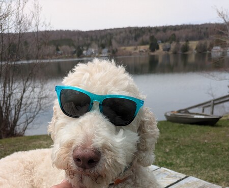 Entry image for Benny . Clicking this image will show a larger photo