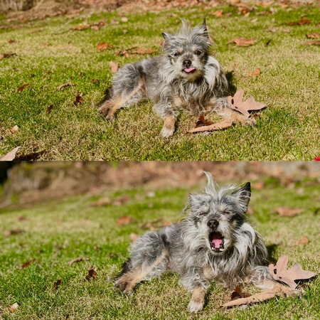 Entry image for Pickles. Clicking this image will show a larger photo