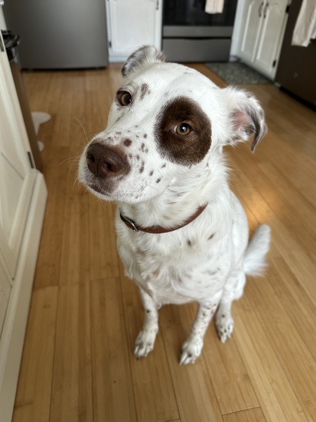 Entry image for Piper. Clicking this image will show a larger photo