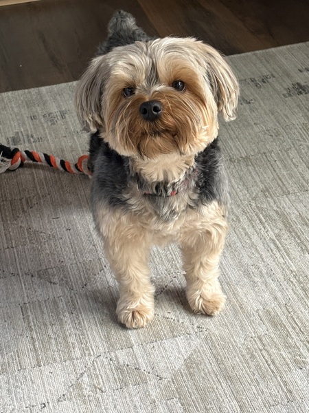 Entry image for Sophie. Clicking this image will show a larger photo