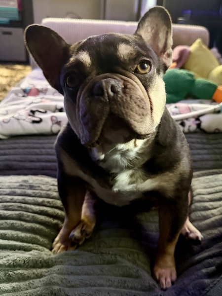 Entry image for Monkey 🐒 Aka Trixie . Clicking this image will show a larger photo