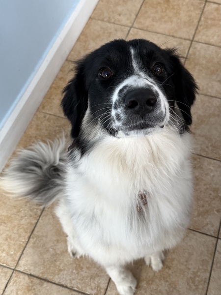 Entry image for Tilly. Clicking this image will show a larger photo