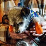 Entry image for Wally