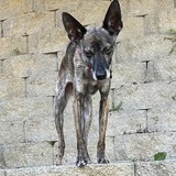 Entry image for Raffi