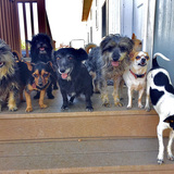 Entry image for The Paw Parent Front Porch Social Club