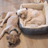 Entry image for Boone and Max