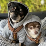 Entry image for Charlotte and Osito