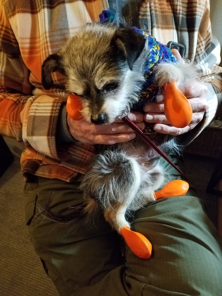 Entry image for Wally. Clicking this image will show a larger photo