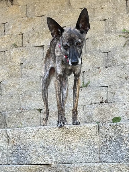 Entry image for Raffi. Clicking this image will show a larger photo