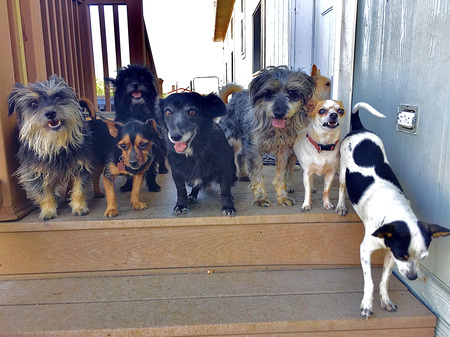 Entry image for The Paw Parent Front Porch Social Club. Clicking this image will show a larger photo