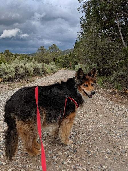 Entry image for Logan. Clicking this image will show a larger photo