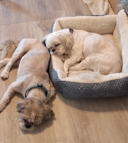 Entry image for Boone and Max. Clicking this image will show a larger photo