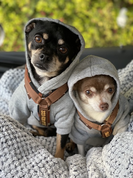 Entry image for Charlotte and Osito. Clicking this image will show a larger photo