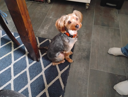 Entry image for Archie. Clicking this image will show a larger photo