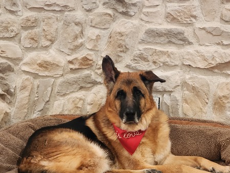 Entry image for Toby. Clicking this image will show a larger photo