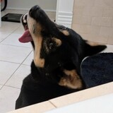 Entry image for Maisie