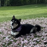 Entry image for Darla