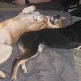 Entry image for Charlee and Frankee 