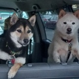 Entry image for King, Missy & Yuki