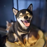 Entry image for Buster 