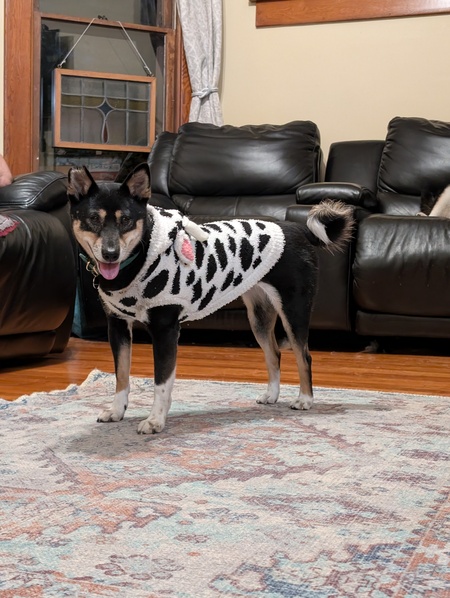 Entry image for Maisie. Clicking this image will show a larger photo
