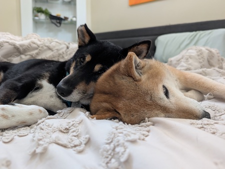 Entry image for Miku & Maisie. Clicking this image will show a larger photo