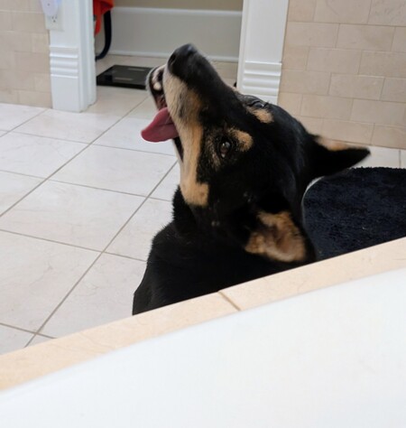 Entry image for Maisie. Clicking this image will show a larger photo