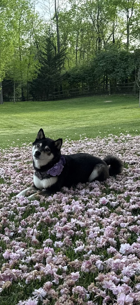 Entry image for Darla. Clicking this image will show a larger photo