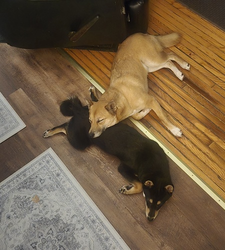 Entry image for Charlee and Frankee. Clicking this image will show a larger photo