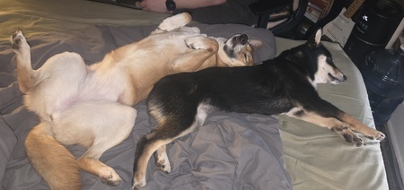 Entry image for Charlee and Frankee . Clicking this image will show a larger photo