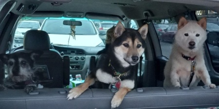 Entry image for King, Missy & Yuki. Clicking this image will show a larger photo